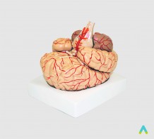 фото - Головний мозок людини з артеріями