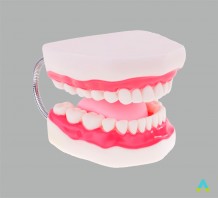 фото - Гігієна зубів. Верхня та нижня щелепи людини