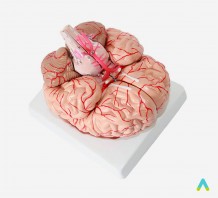 фото - Модель Головний мозок людини