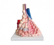 фото - Модель будови альвеол людини