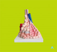 фото - Модель будови альвеол людини