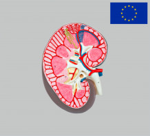 фото - Модель Нирка людини