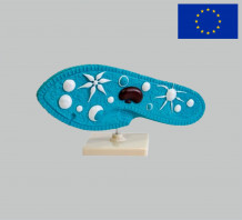 фото - Модель Інфузорія туфелька