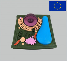 фото - Модель Будова Рослинної клітини