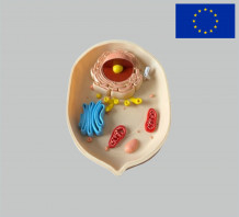 фото - Модель Клітина тваринна