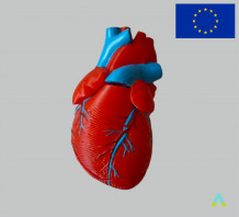 фото - Модель серця демонстраційна