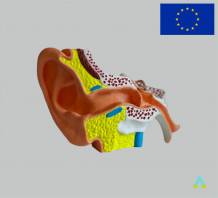 фото - Модель Вухо людини