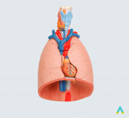 фото - Комплексна модель: гортань, серце і легені людини