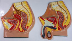 фото - Жіночі та чоловічі статеві органи, саггітальний розріз