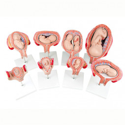 фото - Модель розвитку ембріона людини