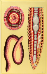 фото - Барельєфна модель: Внутрішня будова дощового черв'яка