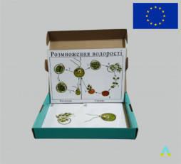 фото - Модель-аплікація "Розмноження водорості"