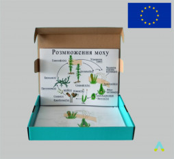 фото - Модель-аплікація "Розмноження моху"