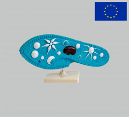 фото - Модель Інфузорія туфелька