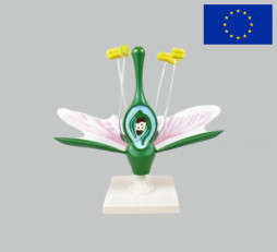 фото - Модель квітка персику