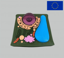 фото - Модель Будова Рослинної клітини