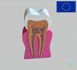 фото - Модель Зуба людини