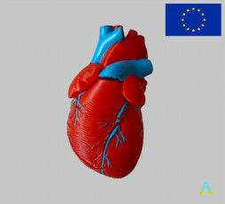фото - Модель серця демонстраційна