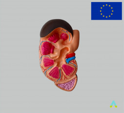 фото - Модель Нирка людини