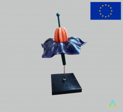 фото - Модель квітка картоплі