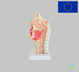 фото - Модель Носоглотка людини