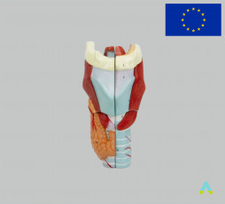 фото - Модель Гортані