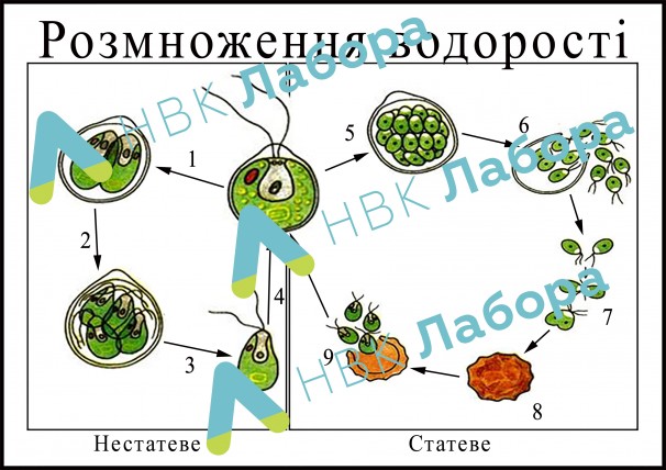 Модель-аплікація "Розмноження водорості" - фото