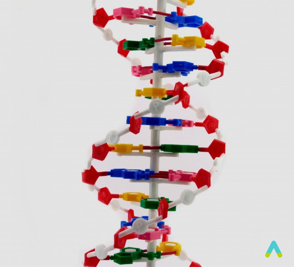 Структура ДНК - фото