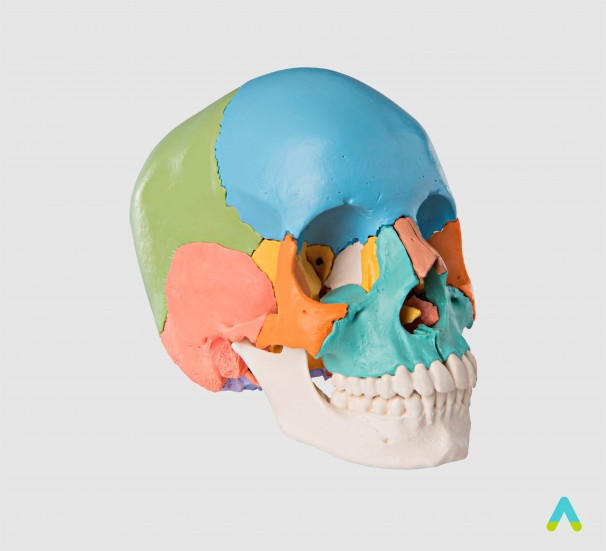 Набір об’ємних анатомічних моделей людини Арт.: 21561 - фото