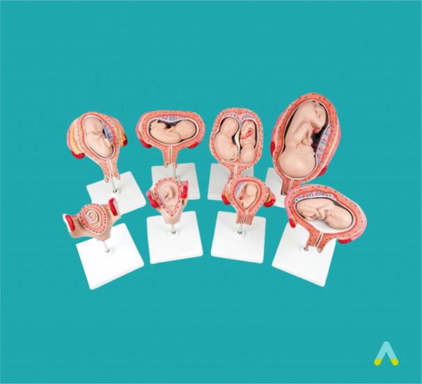 Модель розвитку ембріона людини - фото