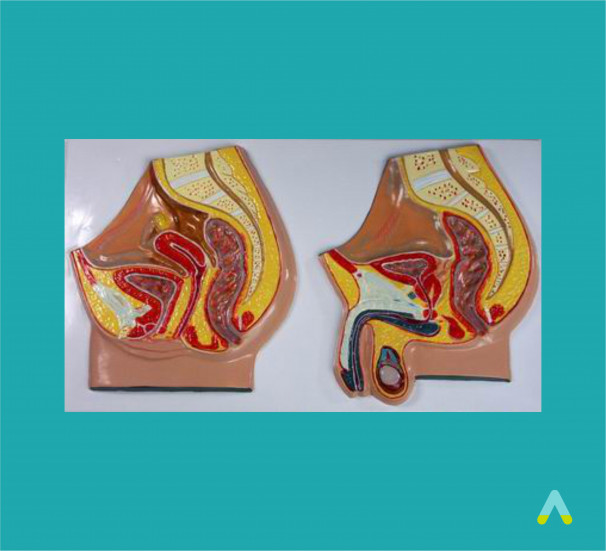 Жіночі та чоловічі статеві органи, саггітальний розріз - фото