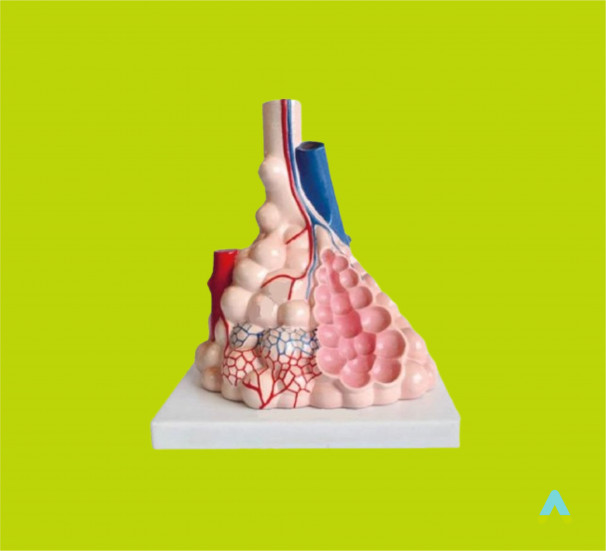 Модель будови альвеол людини - фото