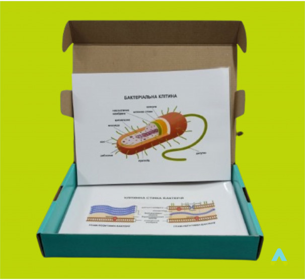 Модель-аплікація Бактеріальна клітина - фото