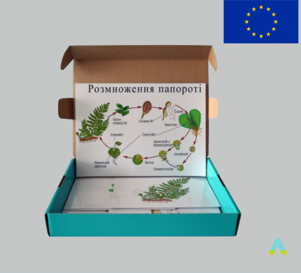 Модель-аплікація "Розмноження папороті" - фото