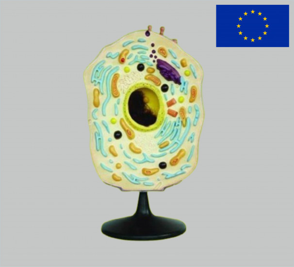 Модель Клітина тваринна - фото