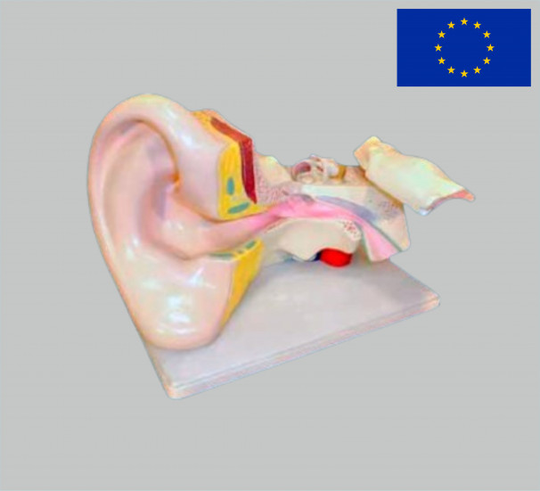 Модель Вухо людини - фото