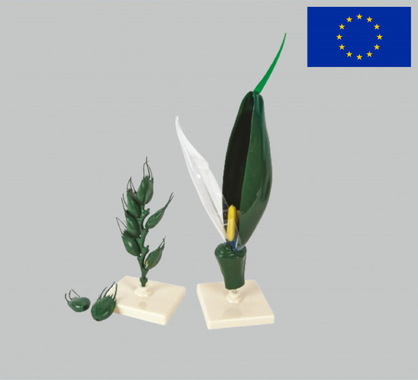 Модель Квітка пшениці - фото