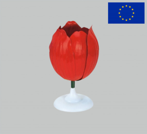 Модель квітки тюльпана - фото