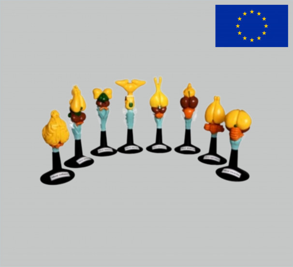 Мозок хребетних тварин 8 моделей - фото