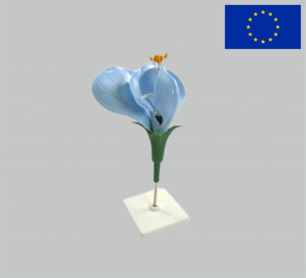 Модель квітка гороху - фото