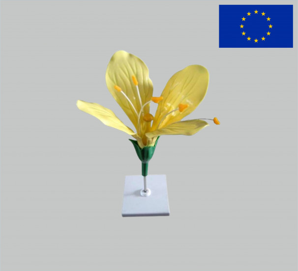 Модель квітка капусти - фото