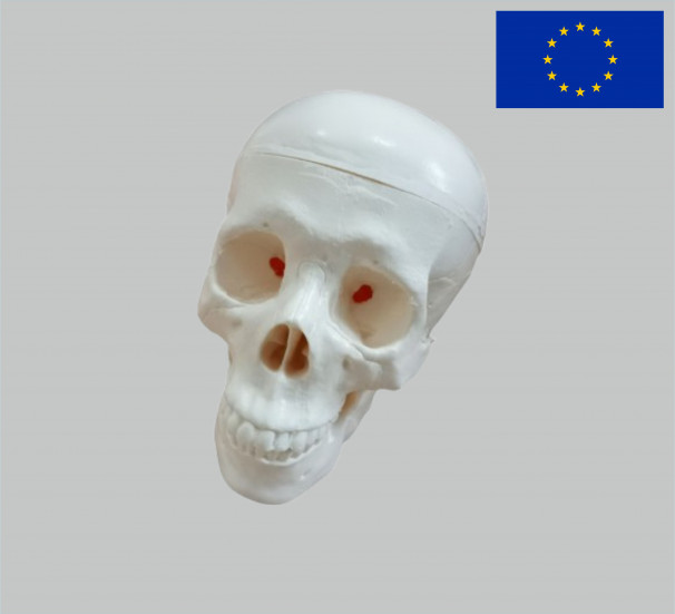 Модель Череп людини - фото