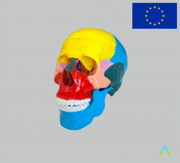 Модель череп людини з розфарбованими кістками - фото