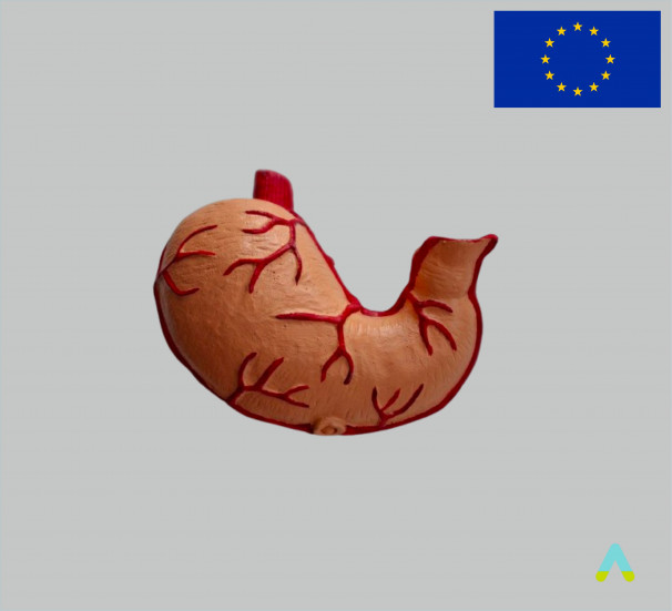 Модель шлунок людини - фото