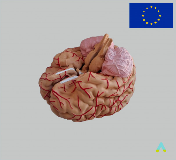 Модель Головний мозок людини - фото