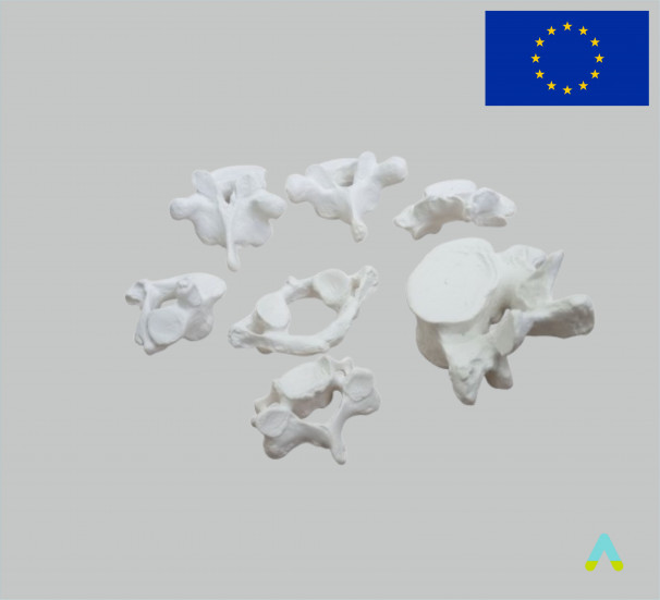 Модель Хребці людини - фото