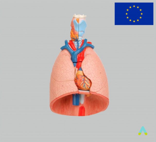 Модель Легені людини - фото