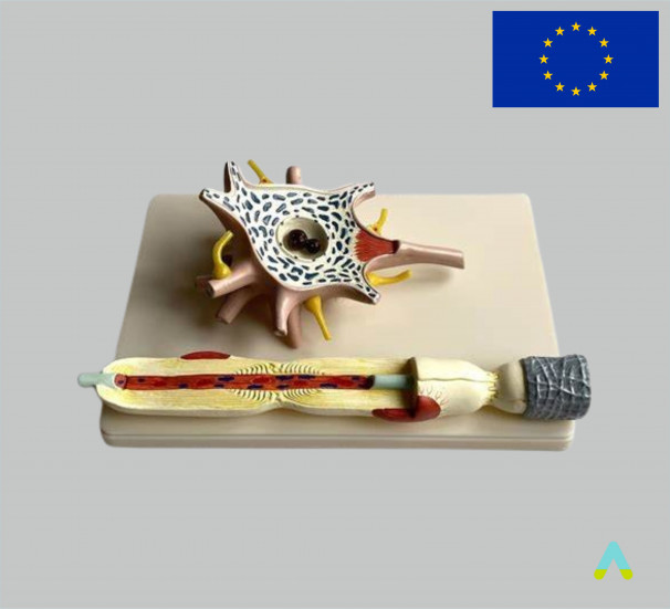 Модель Нейрона - фото