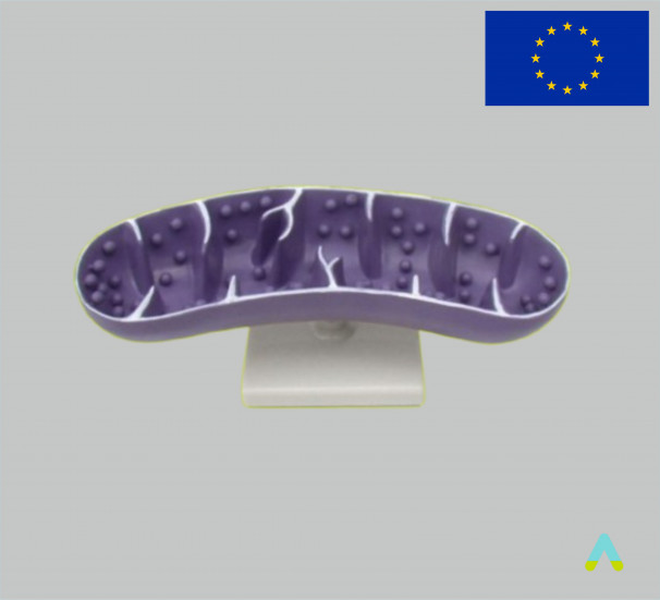 Модель Мітохондрія - фото