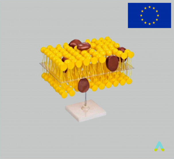 Модель Мембрана Клітини - фото
